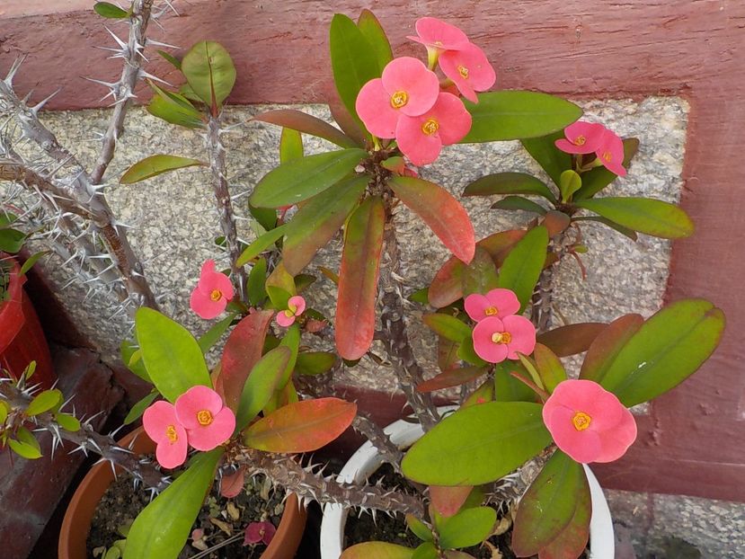  - euphorbia milli