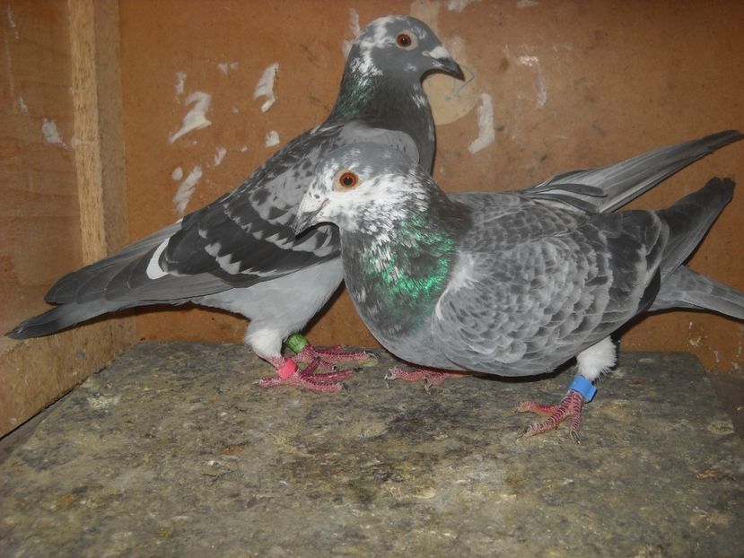 1 - UNDEVA IN SUCEAVA arhiva