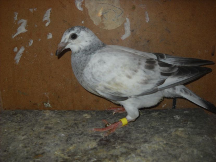  - UNDEVA IN SUCEAVA arhiva