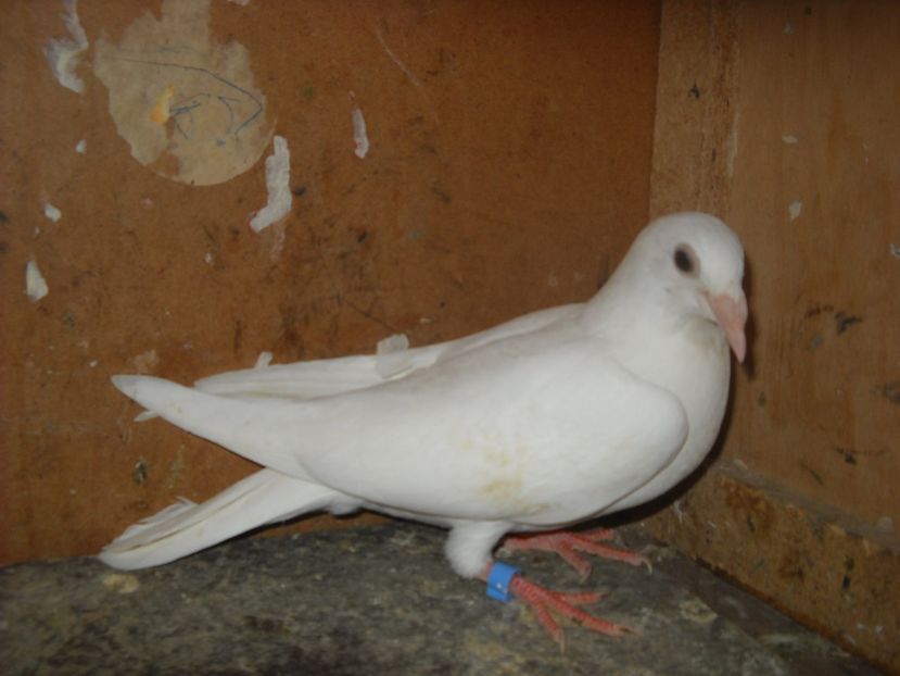  - UNDEVA IN SUCEAVA arhiva