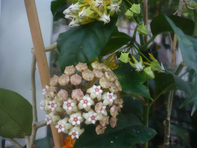 P1480770 - HOYA 2021-1