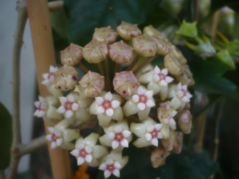 P1480771 - HOYA 2021-1