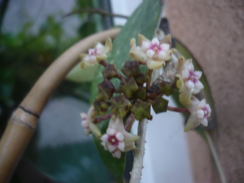 P1480774 - HOYA 2021-1