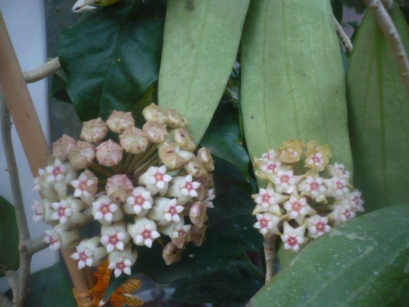 P1480775 - HOYA 2021-1