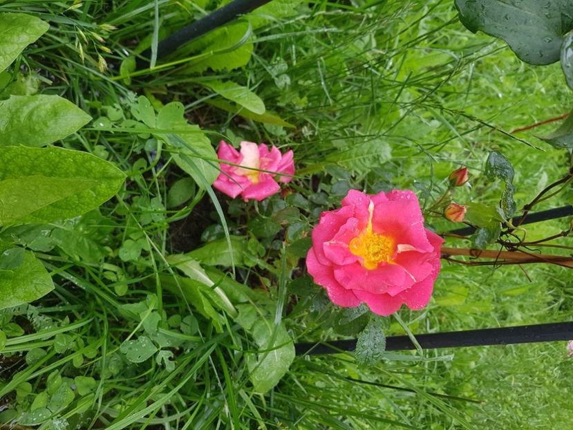  - De la Doamna Flora