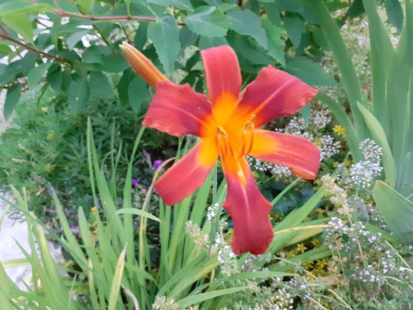 Autumn Red - Hemerocallis 2021