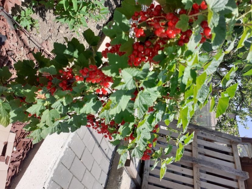  - Gradina 2021