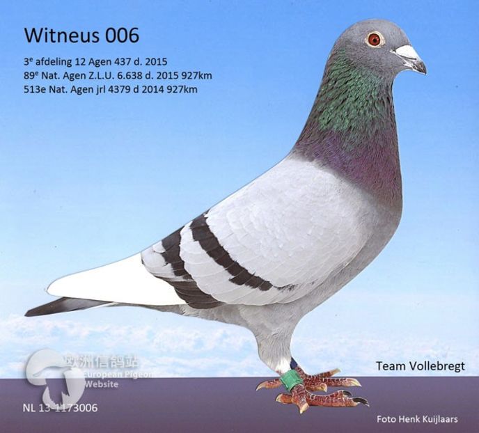 Wittneus 006 - WITTNEUS - Team Vollebregt semifrate WITTNEUS 006 1 nat MARSEILLE 2017 1011 km