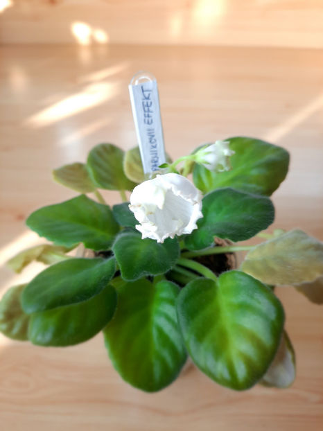 Parnikovii Effekt - 02___VIOLETE AFRICANE