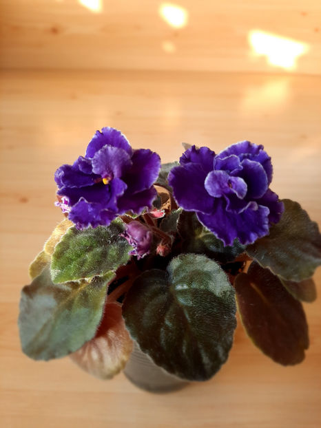 LE Luntik - 02___VIOLETE AFRICANE