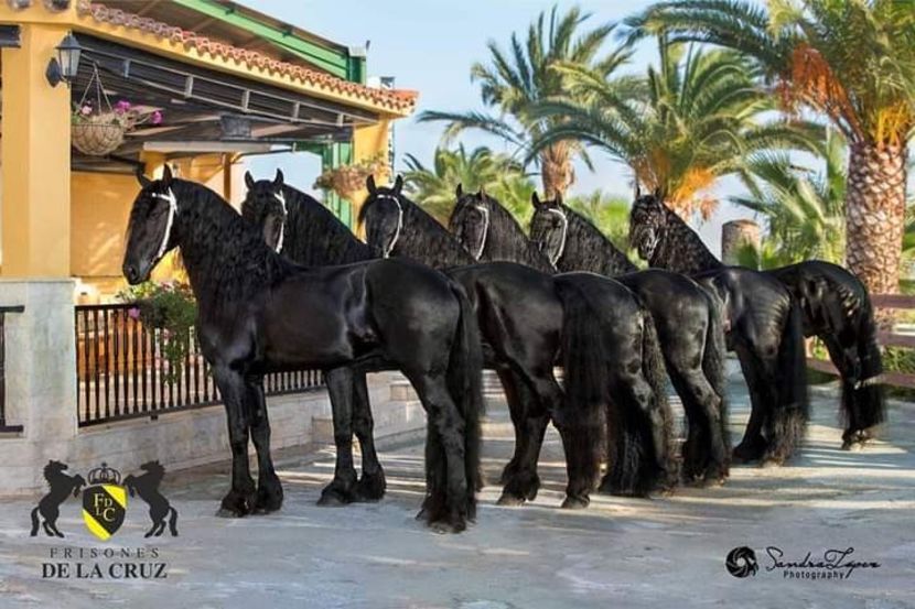  - Cai animale nobile