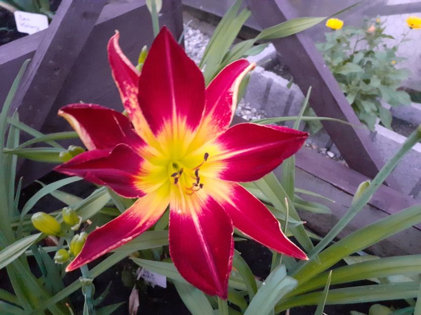 Ruby Spider with mutation - Hemerocallis 2021