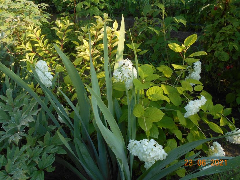  - 02 Azalee-rhododendroni-heleborusi-hortensii-hoste 2021