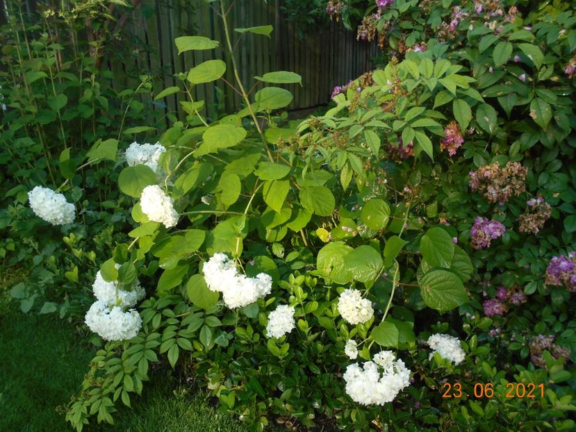  - 02 Azalee-rhododendroni-heleborusi-hortensii-hoste 2021