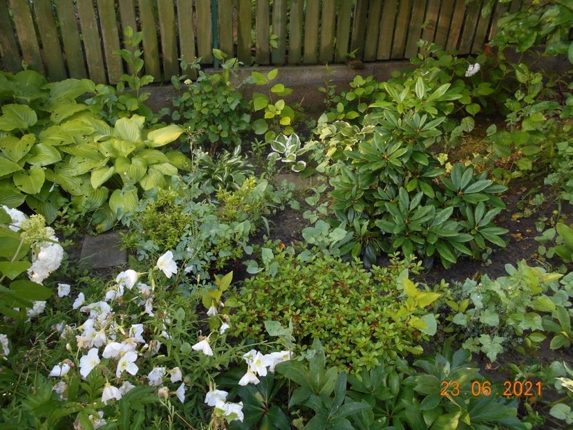  - 02 Azalee-rhododendroni-heleborusi-hortensii-hoste 2021