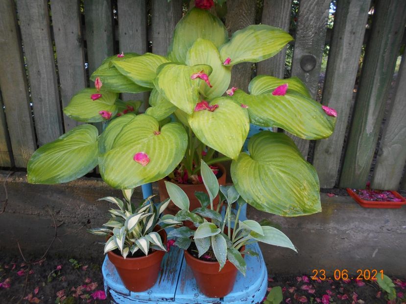  - 02 Azalee-rhododendroni-heleborusi-hortensii-hoste 2021