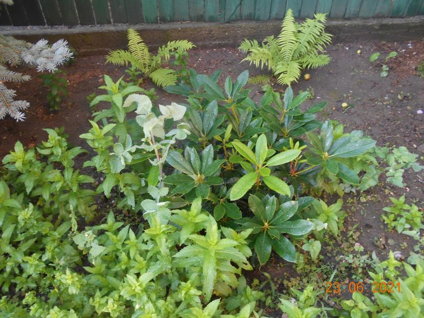  - 02 Azalee-rhododendroni-heleborusi-hortensii-hoste 2021