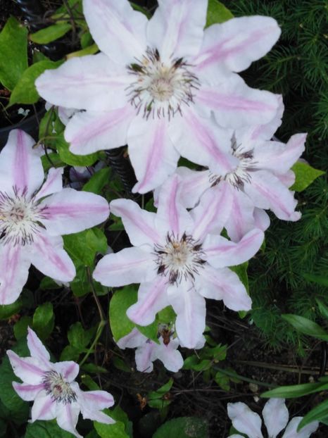  - dragostea  de natura