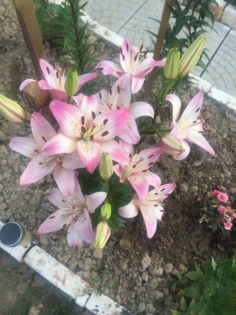 image - Primăvara 2021