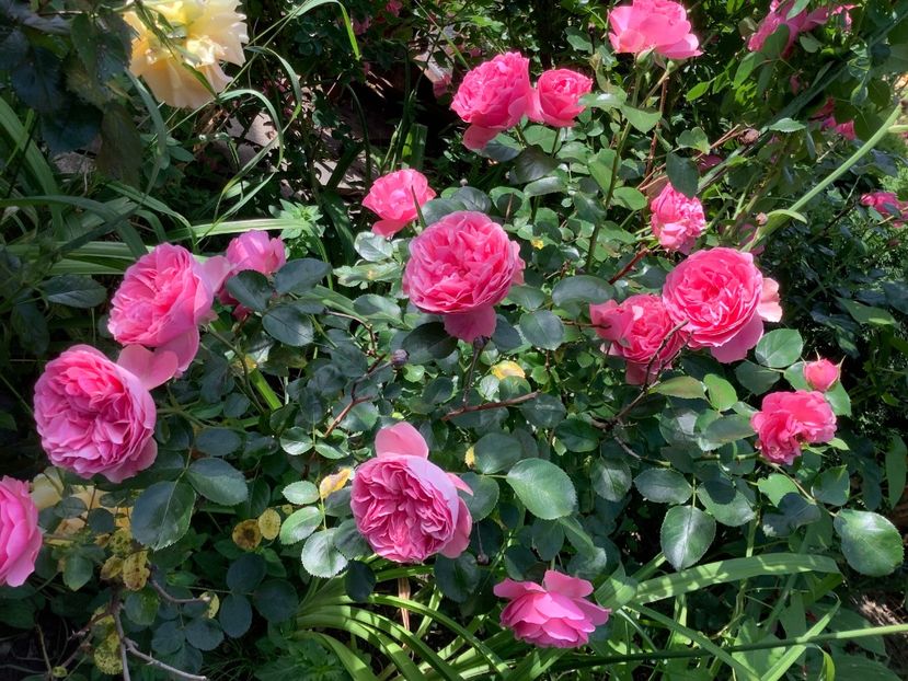 BF1444BF-BDF8-4784-B738-EDA552CB3B37 - Leonardo da Vinci