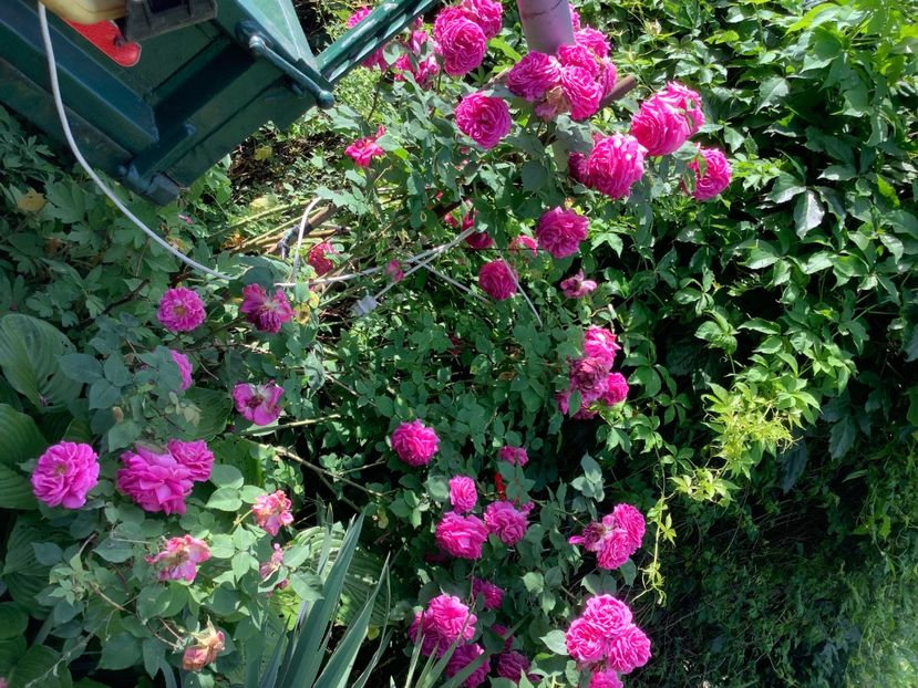 FB983B75-6897-4025-9752-63D05C1BC940 - Madam Isaac de Pereire