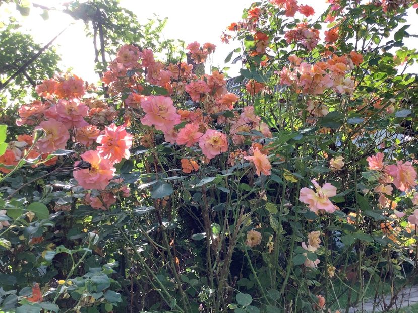 CB046457-F980-4A77-A25D-C313051362D0 - Westerland