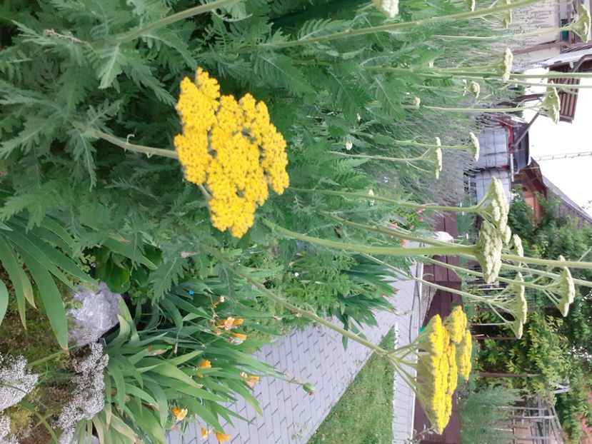  - Gradina 2021