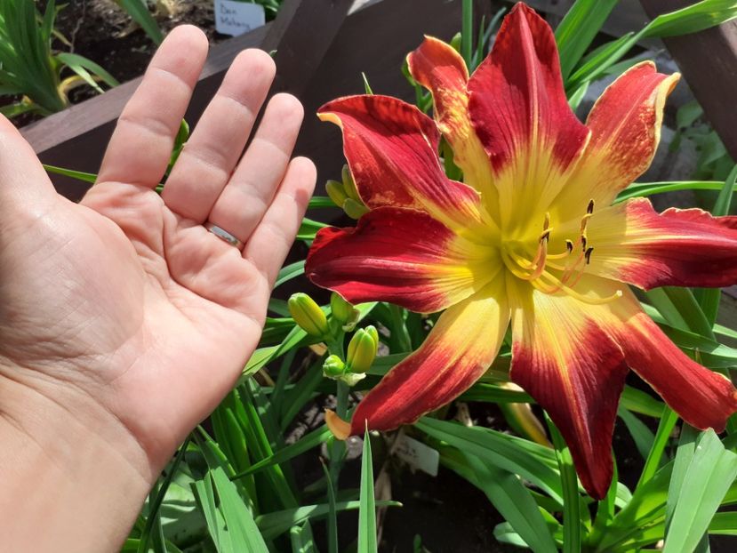 Ruby Spider cu mutatie - Hemerocallis 2021