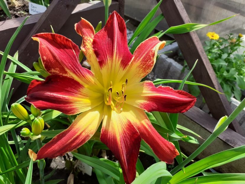 Ruby Spider - Hemerocallis 2021