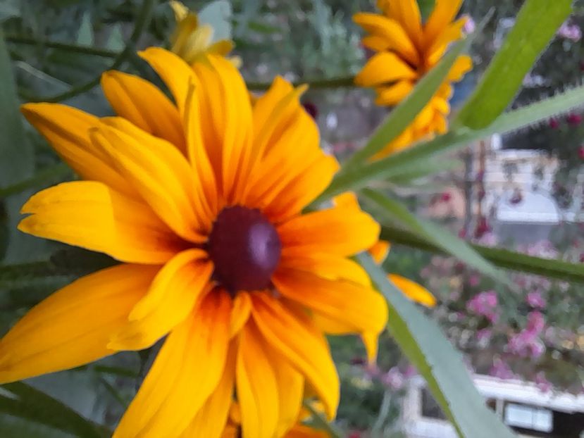  - Rudbeckia