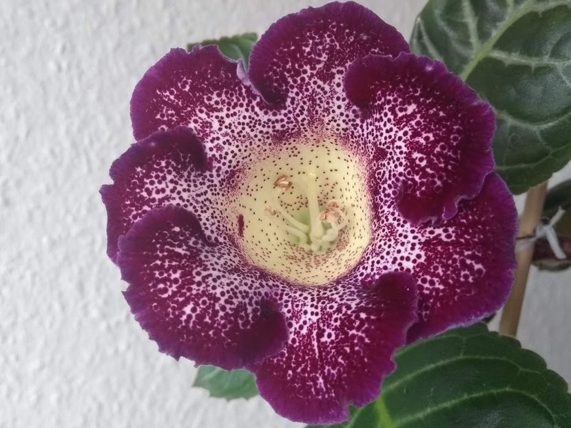 22a - Gloxinia din seminte 2020-2021