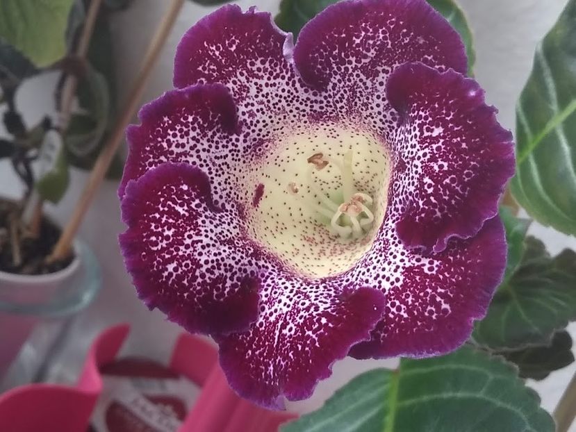 22b - Gloxinia din seminte 2020-2021