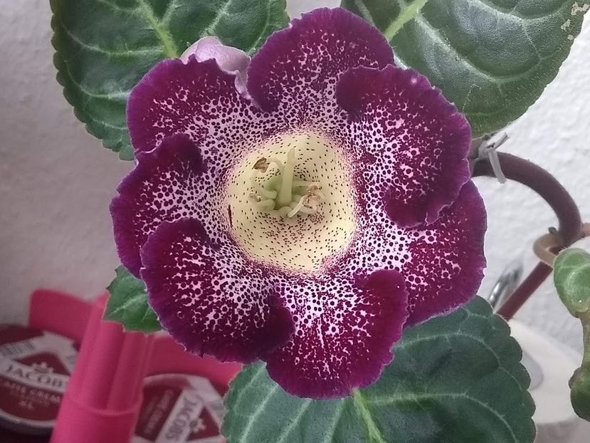 22c - Gloxinia din seminte 2020-2021
