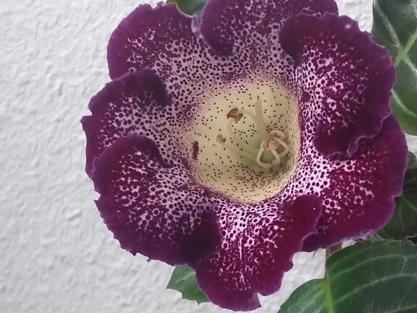  - Gloxinia din seminte 2020-2021