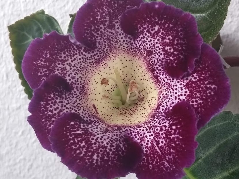  - Gloxinia din seminte 2020-2021