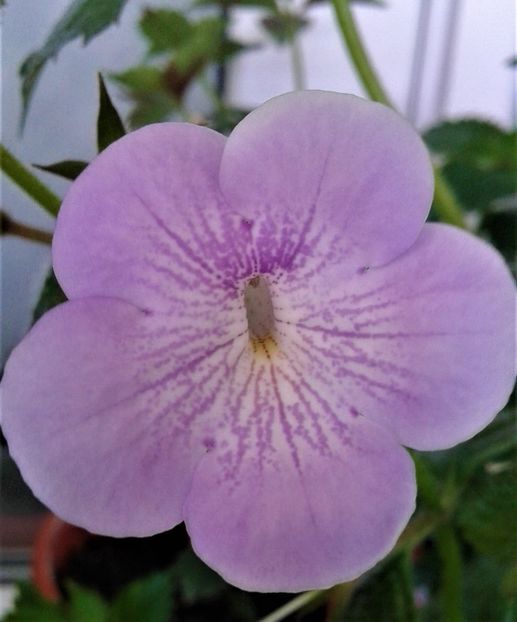 - colectia mea de achimenes 2021