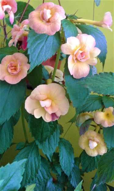  - colectia mea de achimenes 2021