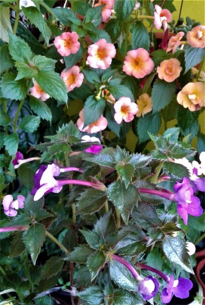  - colectia mea de achimenes 2021