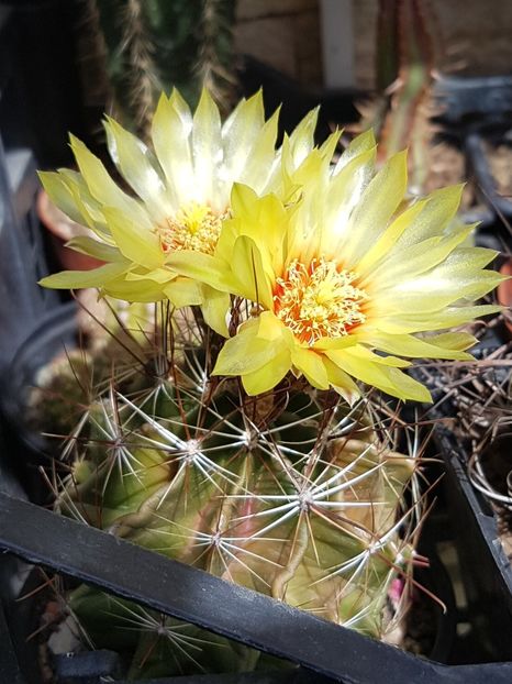 Hamatocactus setispinus - Ferocactus