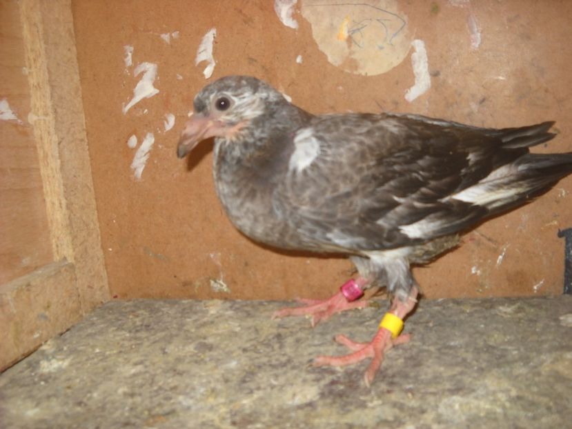  - PORUMBEI VANDUTI 2