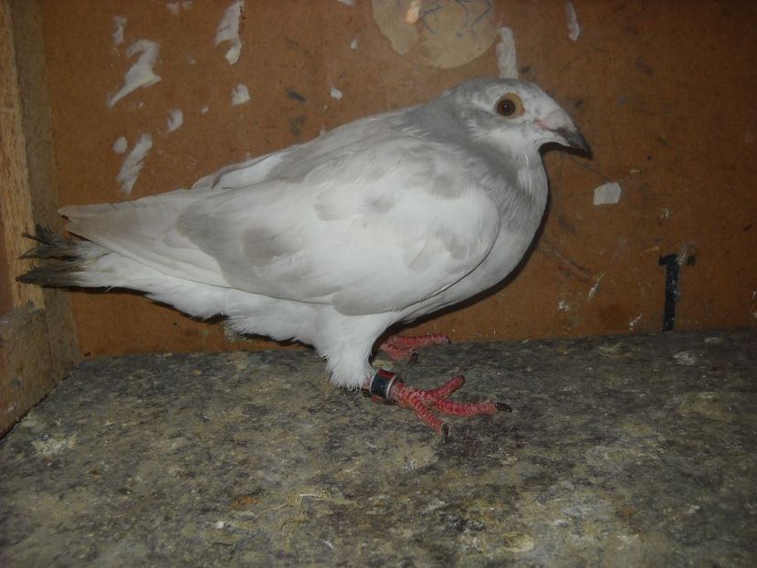  - PORUMBEI VANDUTI 2