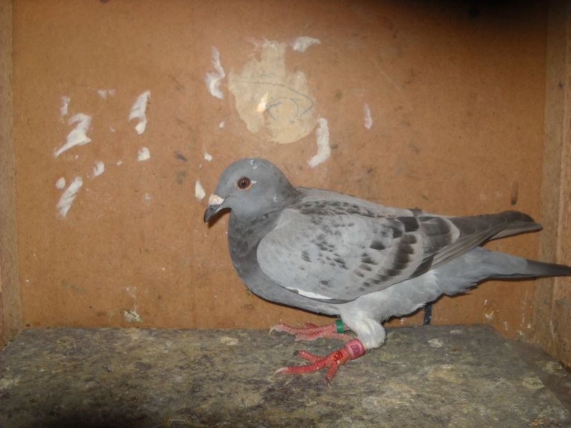  - PORUMBEI VANDUTI 2