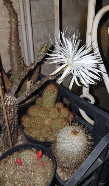 Setiechinopsis mirabilis - Echinopsis