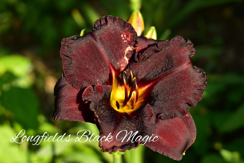 AddText_06-25-11.56.27 - Hemerocallis 2021