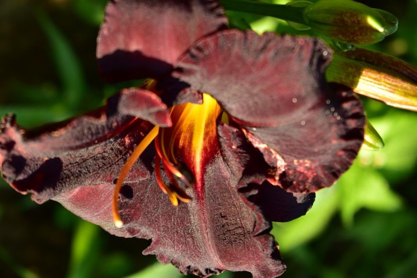  - Hemerocallis 2021