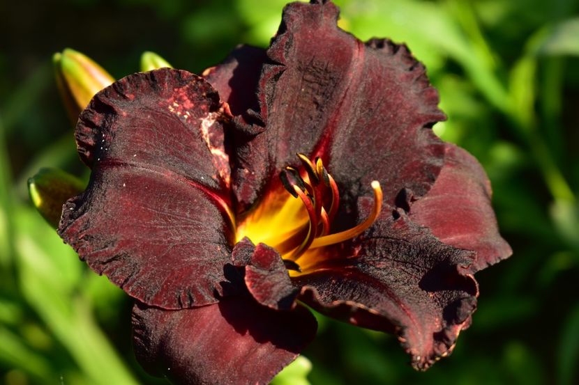  - Hemerocallis 2021