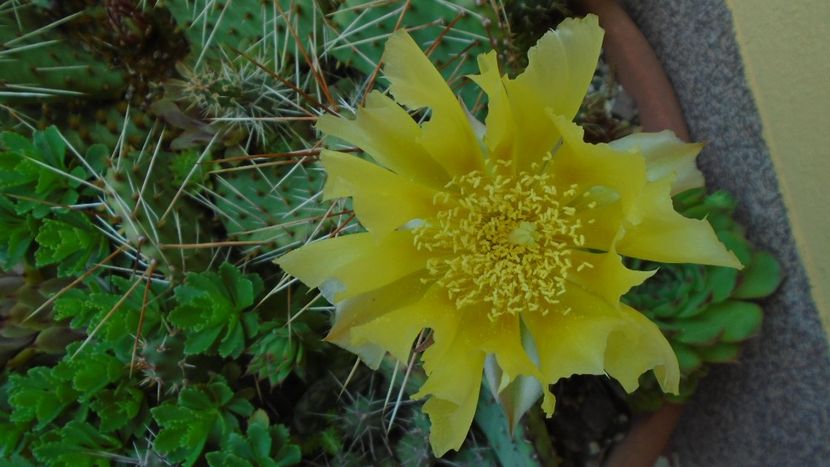 Opuntia phaeacantha - Cactusi 2021