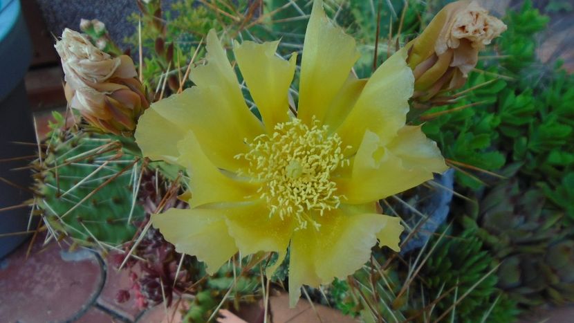 Opuntia phaeacantha - Cactusi 2021