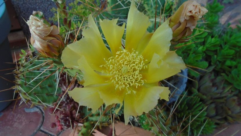 Opuntia phaeacantha - Cactusi 2021