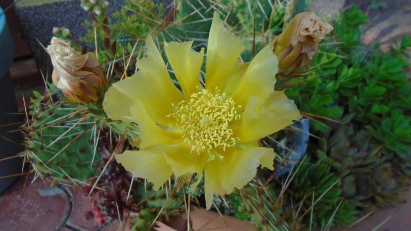 Opuntia phaeacantha - Cactusi 2021